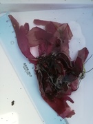 Red algae (Rhodophyta)