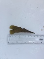 Sagtang (Fucus serratus)