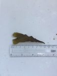 Sagtang (Fucus serratus)