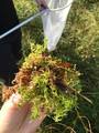 Moser (Bryophytes)