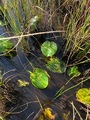 Nøkkerosefamilien (Nymphaeaceae)