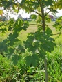 Platanlønn (Acer pseudoplatanus)