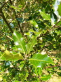 Kristtorn (Ilex aquifolium)