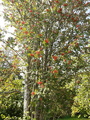 Rogn (Sorbus aucuparia)