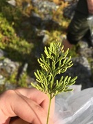 Parsley Fern (Cryptogramma crispa)