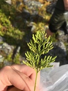 Hestespreng (Cryptogramma crispa)