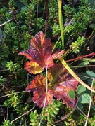 Molte (Rubus chamaemorus)