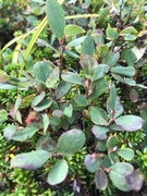 Blokkebær (Vaccinium uliginosum)