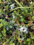 Reinlav (Cladonia Cladonia)