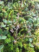 Røsslyng (Calluna vulgaris)