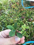 Cowberry (Vaccinium vitis-idaea)