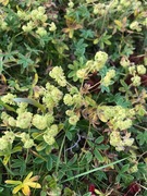 Alpine Lady's-mantle (Alchemilla alpina)