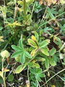Alpine Lady's-mantle (Alchemilla alpina)
