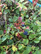 Blåbær (Vaccinium myrtillus)