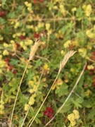 Sauesvingel (Festuca ovina subsp. ovina)
