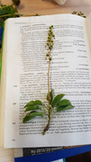 Nikkevintergrønn (Orthilia secunda)