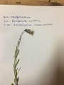 Klokkefamilien (Campanulaceae)