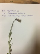 Klokkefamilien (Campanulaceae)