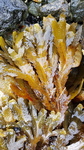 Sagtang (Fucus serratus)