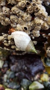 Purpursnegl (Nucella lapillus)
