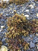 Blæretang (Fucus vesiculosus)