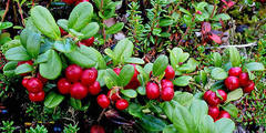 Cowberry (Vaccinium vitis-idaea)