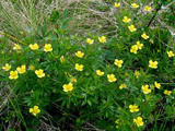 Tepperot (Potentilla erecta)