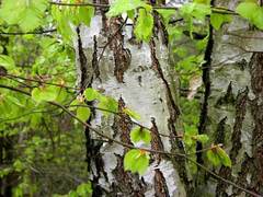 Fjellbjørk (Betula pubescens subsp. tortuosa)
