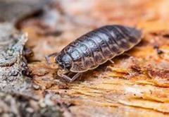 Common Pygmy Woodlouse (Trichoniscus pusillus)