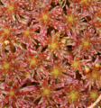 Rødtorvmose (Sphagnum rubellum)