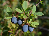 Blokkebær (Vaccinium uliginosum)