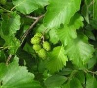 Grey Alder (Alnus incana)