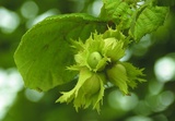 Hassel (Corylus avellana)