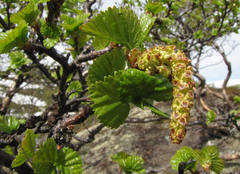 Fjellbjørk (Betula pubescens subsp. tortuosa)