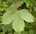 Platanlønn (Acer pseudoplatanus)