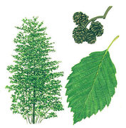 Grey Alder (Alnus incana)