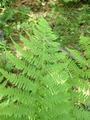 Skogburkne (Athyrium filix-femina)