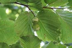 Hassel (Corylus avellana)