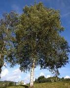 Fjellbjørk (Betula pubescens subsp. tortuosa)