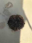 Sea urchins (Echinoidea)