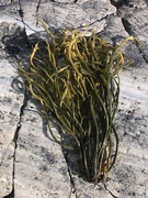 Oarweed (Laminaria digitata)