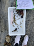 Sea urchins (Echinoidea)