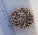 Sjøpiggsvin (Echinoidea)