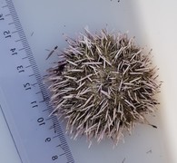 Sea urchins (Echinoidea)