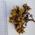 Sauetang (Pelvetia canaliculata)
