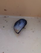 Blåskjell (Mytilus edulis)