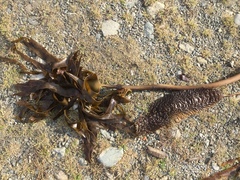 Fingertare (Laminaria digitata)