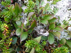 Mountain Bearberry (Arctous alpina)