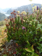 Blue Heath (Phyllodoce caerulea)
