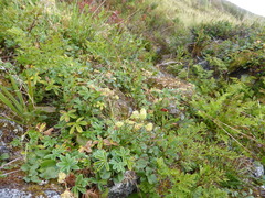 Alpine Lady's-mantle (Alchemilla alpina)